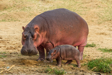 Hippo with baby hippo