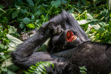Mountain Gorilla pokes nose