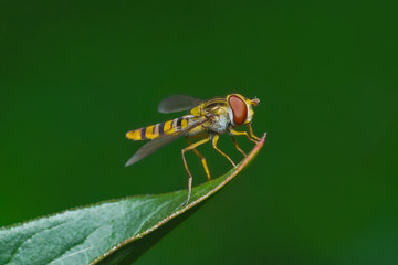 Yellow hoverfly on leaf on green background