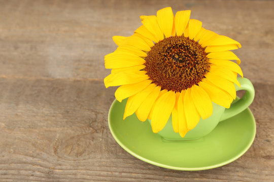 Beautiful sunflower in cup wooden background