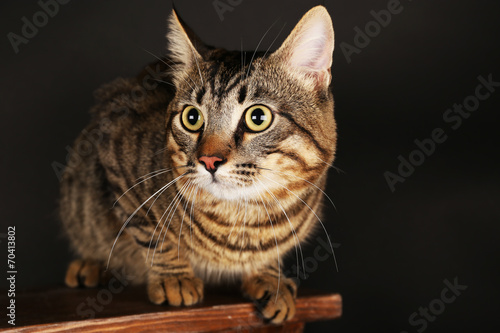 "Grey cat on wooden stool on dark background" Stock photo ...
