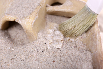 Human skull in sand and brush closeup