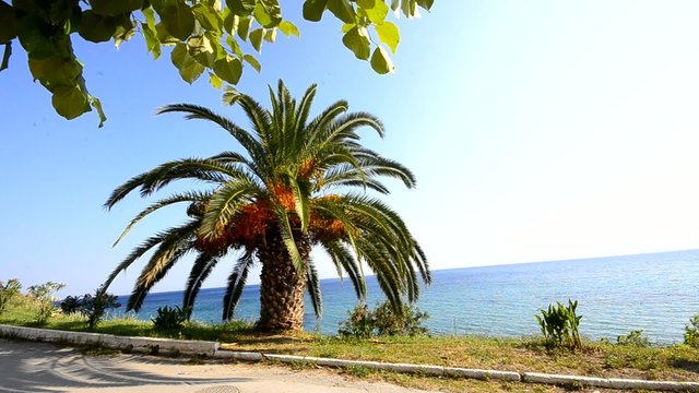 Palm tree on bright blue ocean horizon