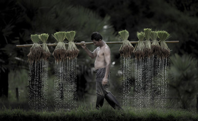 Farmers grow rice in the rainy season.