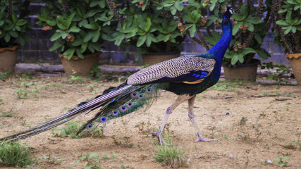 Naklejka premium Peacock Thai