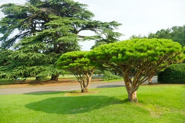 pine in the park