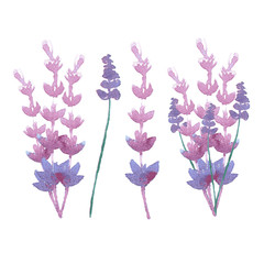 vector watercolor lavender delicate bunch