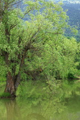 Fototapeta na wymiar Tree in lake