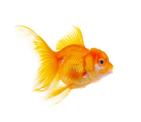 Gold fish Isolation on the white background