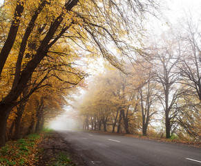 Highway in the autumn forest. Fog.