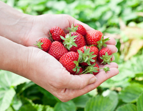 Strawberry fruits in a woman's hands.