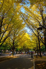 Gingko tree-lined at Hikarigaoka park in Tokyo