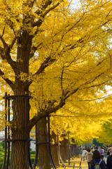 Fototapeta premium Gingko tree-lined at Hikarigaoka park in Tokyo