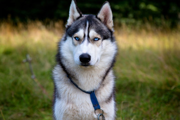 Husky portrait with blue eyes