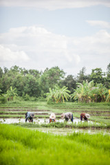 farmer is working in a paddy field