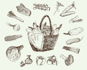 vegetables vector hand drawn