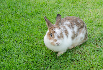 Little rabbit on green grass