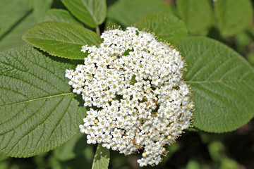 Viburnum lantana (Wayfaring Tree)