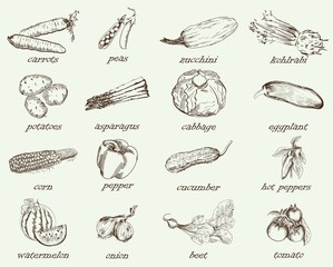 vegetables vector hand drawn