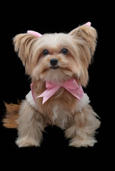Dog in Lovely Pink Dress