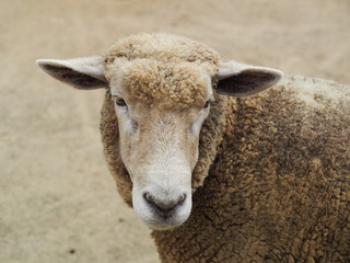 ひつじ - Sheep