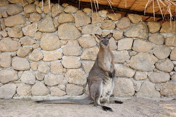 wallaby © NorGal