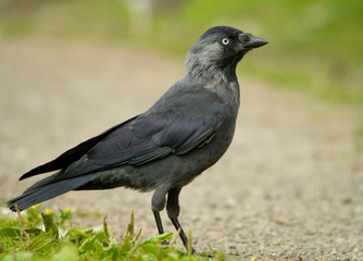 Jackdaw