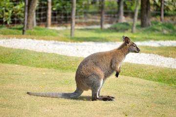 wallaby