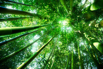 Panele Szklane Podświetlane  bambusowy las - koncepcja zen