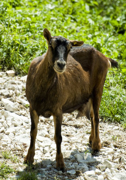 Capretta