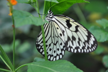 Fototapeta na wymiar les papillons du chateau goulaine