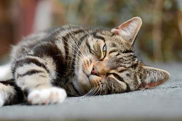 Tabby cat on shed roof