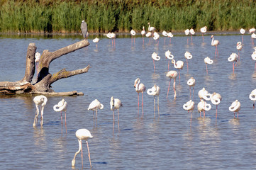 Flamingos in Camargue