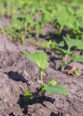 young plant leafs