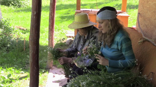 granddaughter and grandma reap medical camomile  seated in shade
