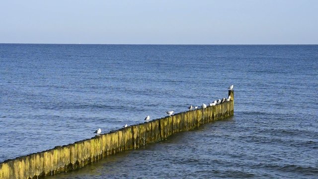 Buhne am Ostseestrand in Polen