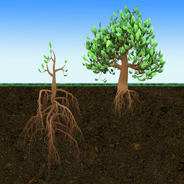 Big Tree With Small Roots And Little  Tree With Large Roots