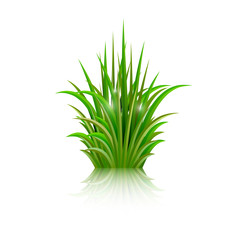 Green grass with reflection isolated on white background. Vector