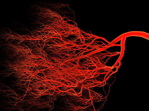 Nervous or blood system.  Medical illustration