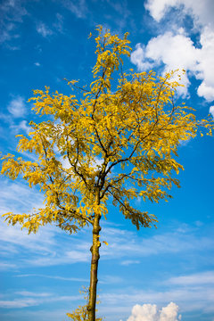 Baum in gelber Pracht