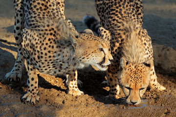 Cheetahs drinking water, Kalahari desert
