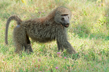 Olive baboon, Lake Nakuru National Park