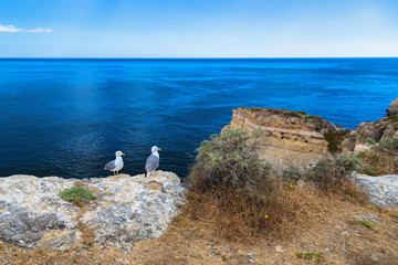 Algarve M&ouml;wen