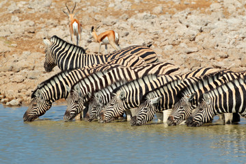 Fototapeta na wymiar Plains Zebras drinking water, Etosha National Park