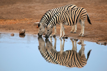 Fototapeta na wymiar Plains Zebras drinking water, Etosha National Park