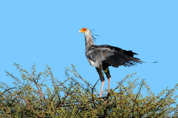 Secretary bird on top of a tree