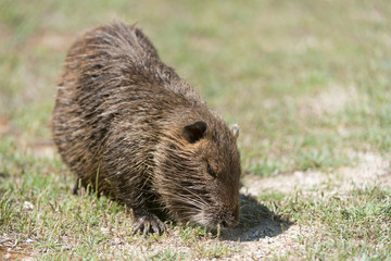 Nutria, Coypu, Myocastor coypus