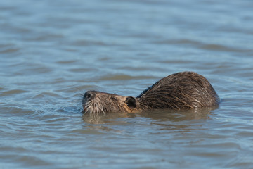 Fototapeta premium Nutria, Coypu, Myocastor coypus