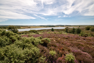 Fototapeta na wymiar Arne Nature Reserve, Dorset, England, UK