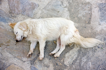 Sleeping street dog - 70430269